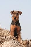 WELSH TERRIER 124